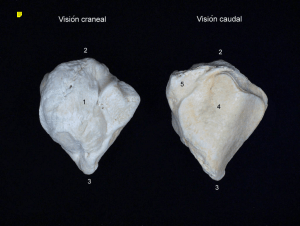 ´ ´ Vision craneal Vision caudal