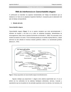 TP_RNA de interferencia en Caenorhabditis elegans