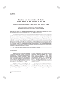Structure and Concentration of Elastic System Fibers in the