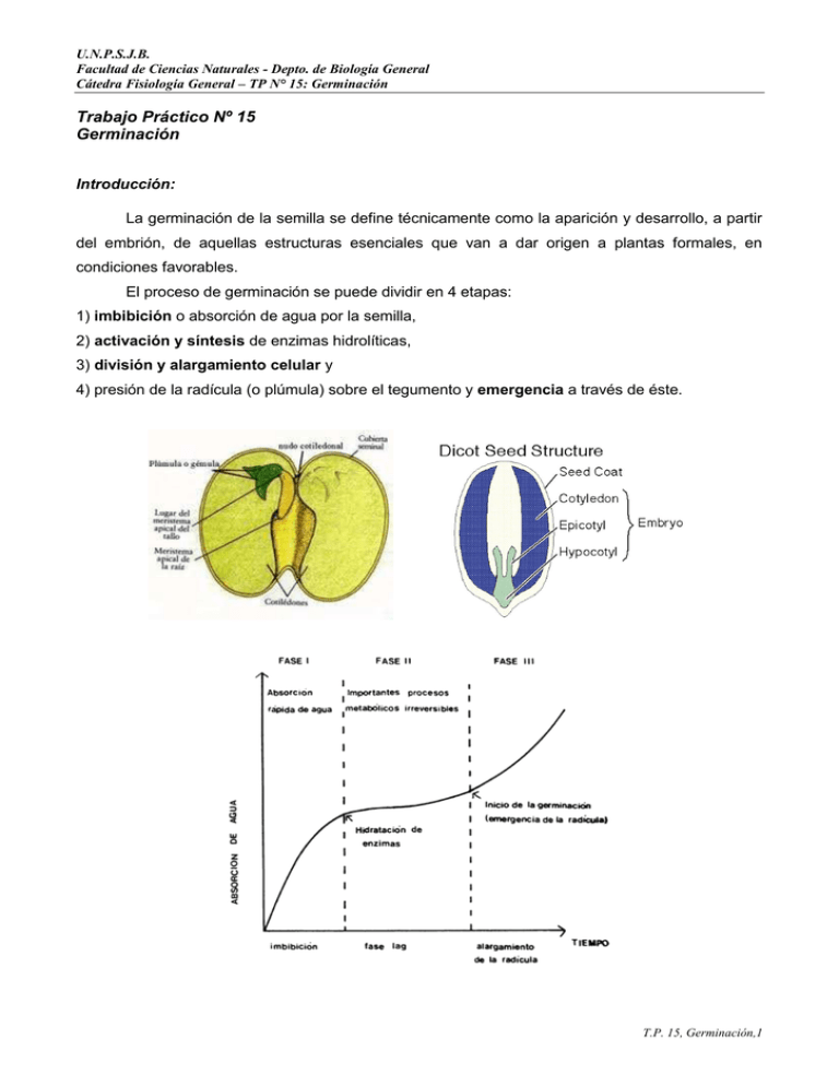 TP Nº 15 Germinación - Facultad De Ciencias Naturales