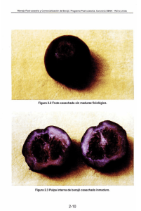 Figura 2.2 Fruto cosechado sin madurez fisiológica. Figura 2.3