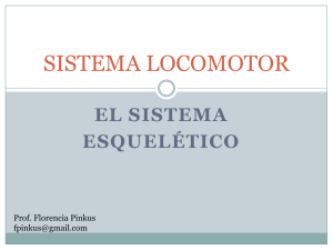 sistema locomotor