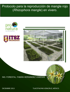 Protocolo para la reproducción de mangle rojo (Rhizophora mangle