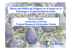 Efecto del Déficit de Oxígeno en el Suelo en la Fisiología y