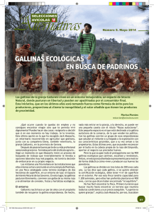 GALLINAS ECOLÓGICAS EN BUSCA DE PADRINOS