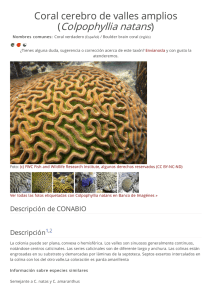 Coral cerebro de valles amplios (Colpophyllia natans)