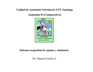 Sistema urogenital de equino y rumiantes Unidad de Anatomía