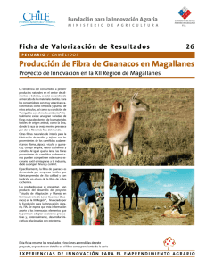 Producción de Fibra de Guanacos en Magallanes