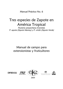 Tres especies de Zapote en América Tropical