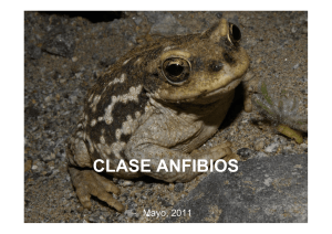 clase anfibios