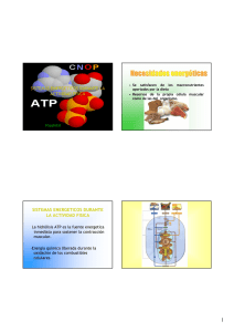 SISTEMAS ENERGETICOS DURANTE LA ACTIVIDAD FISICA