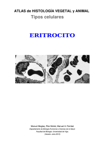 eritrocito - Atlas de Histología Vegetal y Animal