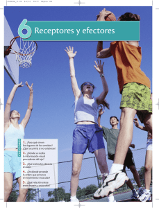 Receptores y efectores