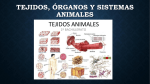 Tejidos, órganos y sistemas animales
