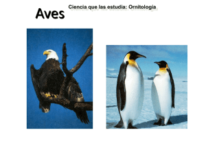 Les Oiseaux (Classe Aves)