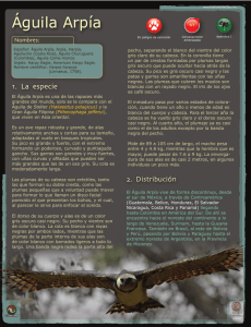 Águila Arpía - Biodiversidad Mexicana