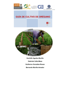 guía de cultivo de orégano - Intranet