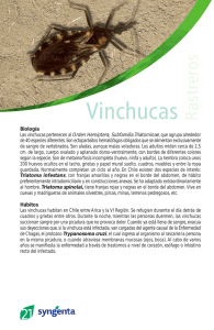 vinchucas - Syngenta