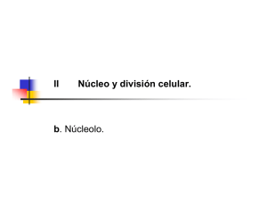 IIb Nucleolo