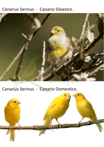 Canarius Serinus - Canario Silvestre. Canarius Serinus