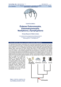 Órdenes Poduromorpha, Entomobryomorpha, Neelipleona y