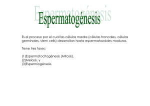 Espermatogénesis