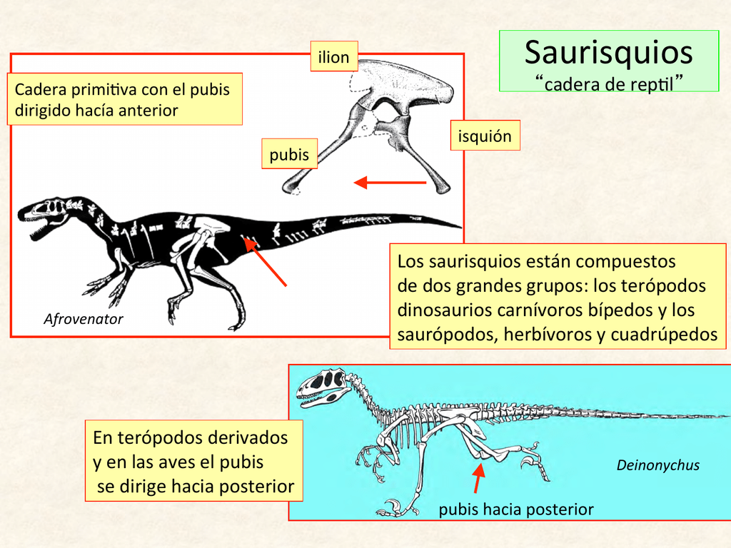 Saurisquios - Aragosaurus