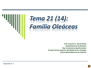Familia Oleáceas - Escuela Técnica superior de Ingeniería