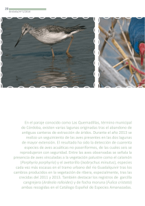 Peinazo - Avifauna acuática de Las Quemadillas, año 2013