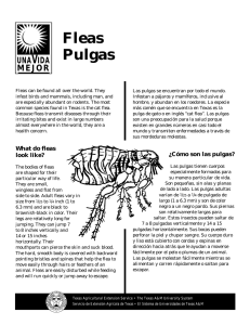 Fleas - Pulgas
