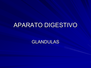 GLANDULAS DIGESTIVO