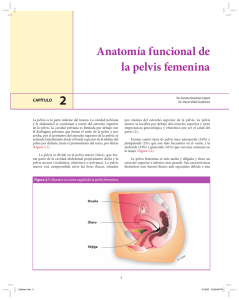 Anatomía funcional de la pelvis femenina