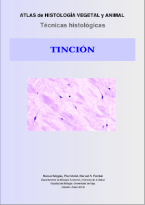 tinción - Atlas de Histología Vegetal y Animal