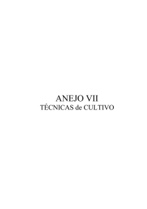 ANEJO VII