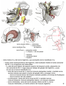 del nervio trigémino, que acompaña nervio mandibular (V3)