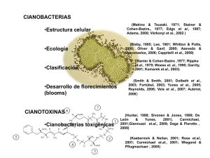 CIANOBACTERIAS •Estructura celular •Ecología •Clasificación