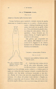 Linaresia Zulueta 1908, Zulueta 1910. Cuerpo fusiforme poco