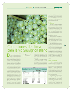 Condiciones de clima para la vid Sauvignon Blanc