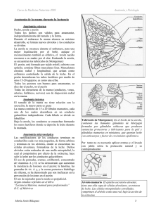 Anatomía y fisiología de la lactancia materna.