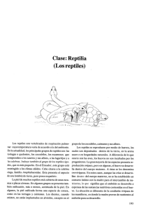 Clase: Reptilia - patzelt