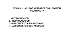 TEMA 3.2- HONGOS VERDADEROS II. DIVISIÓN ASCOMICOTA 1
