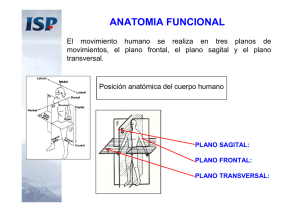 anatomia-biomecanica-antropometria_2
