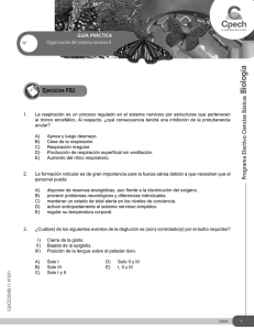 Guía Organización del sistema nervioso II