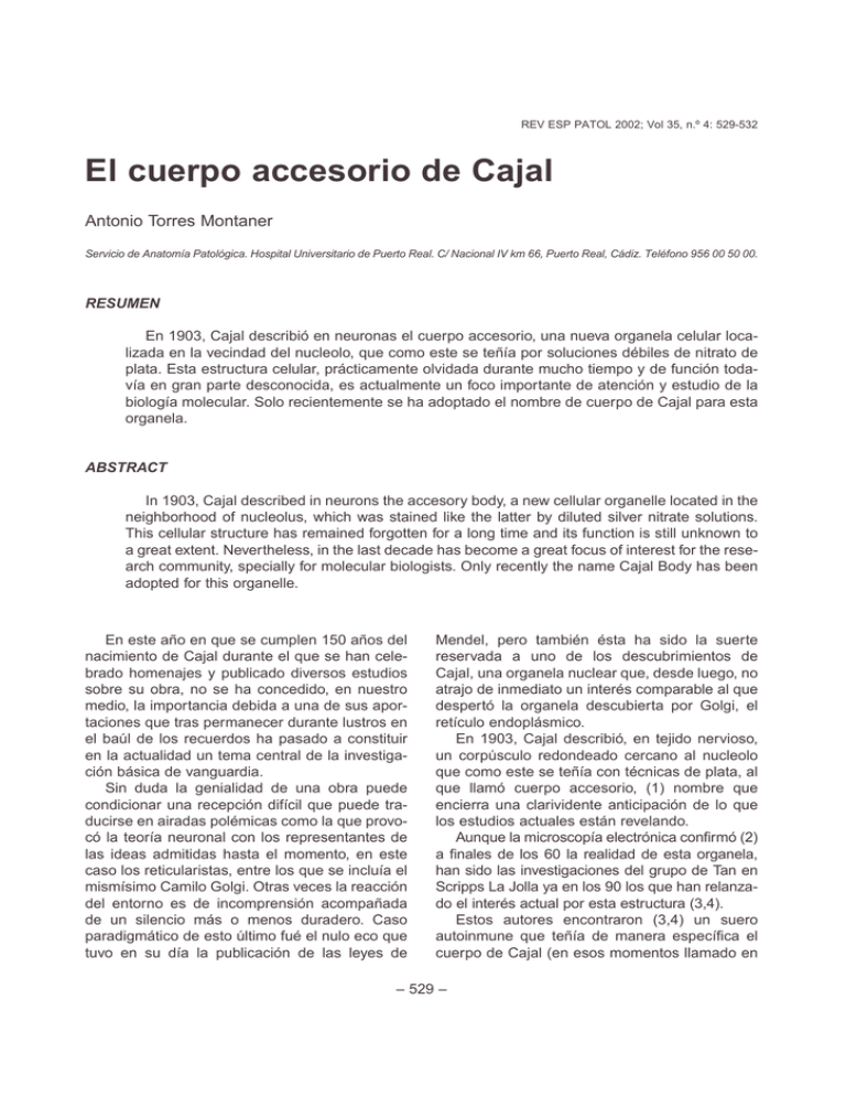 El cuerpo accesorio de Cajal Revista Española de Patología