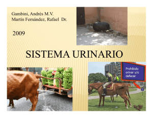 Clase 5 SISTEMA URINARIO