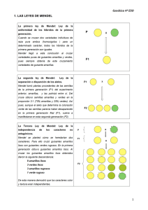 Genética 4º ESO 1 1. LAS LEYES DE MENDEL