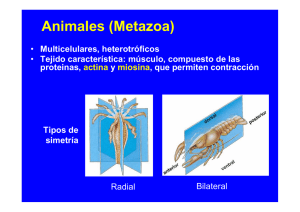 Animales (Metazoa)