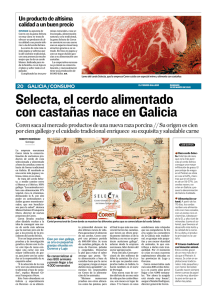 Selecta, el cerdo alimentado con castañas nace en galicia