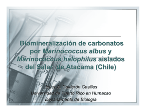 Biomineralización de carbonatos por Marinococcus albus y