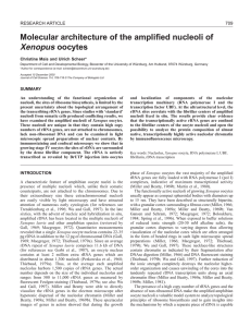 Xenopus oocyte nucleoli - Journal of Cell Science